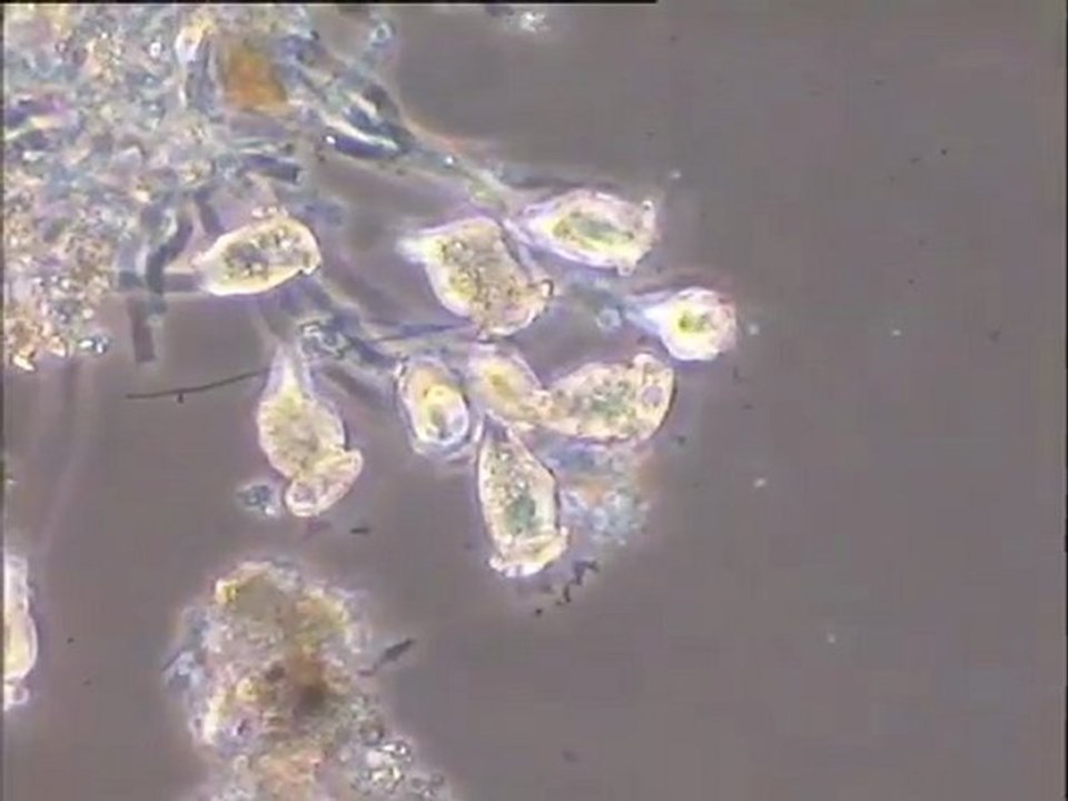 Examen des biomasses des polystyrènes du Biostyr au microscope