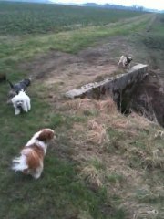 Petits pensionnaires en garde !!!! travail du rappel, stop et marche en avant !