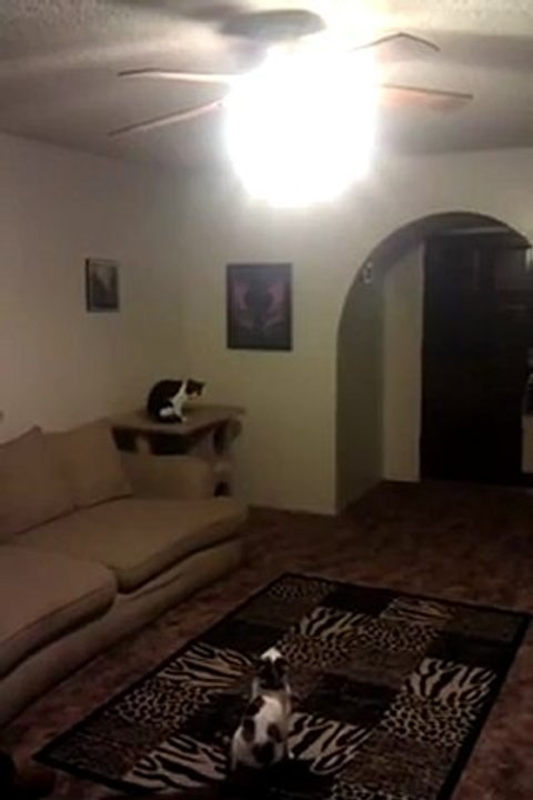 Un chat éteint la lumière tout seul