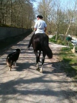 Superbe Gibbs, première séance avec un cheval car avant d'obtenir ce résultat nous avons travaillé à pied !