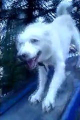 Wolf X sliding down slide