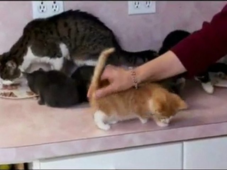 accro à la ventriloqui accro aux chats!