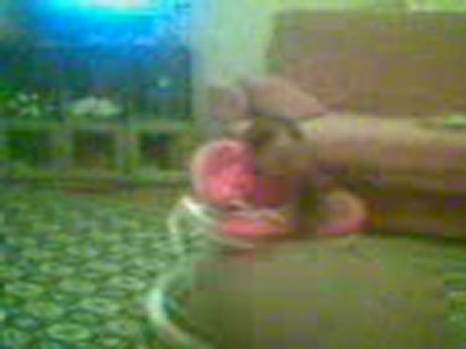 Video002