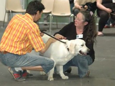 Exposition canine internationale CAC  CACIB ANGERS 26 mars 2012 classe jeune femelle