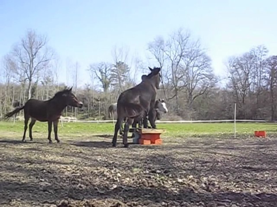 Métisse et sa big palette