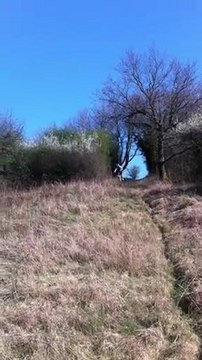 Descente d'un dingue