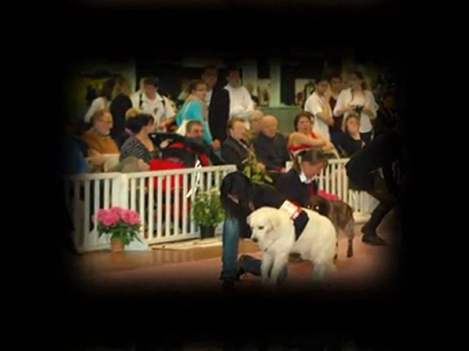 Exposition canine internationale CACS  CACIB   Angers 2012  Groupe 8 jeune