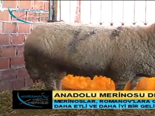 KMM_Anadolu Merinosu Destek Bekliyor