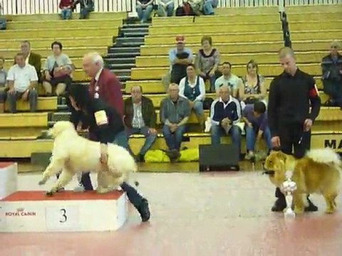 Exposition canine internationale CAC CACIB Angers 25 mars 2012