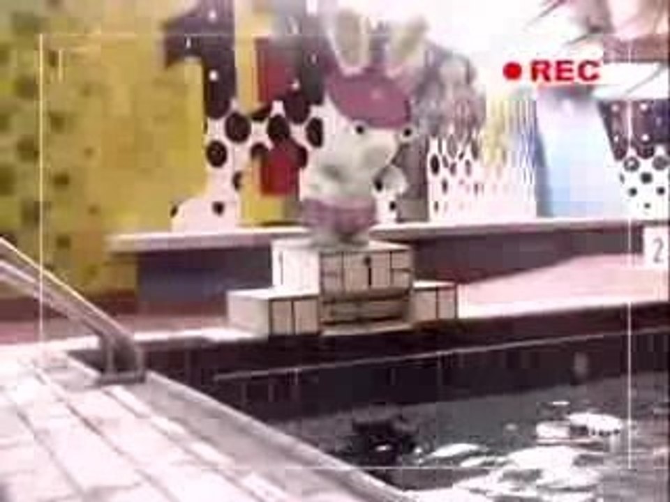 Bunnies can't dive
