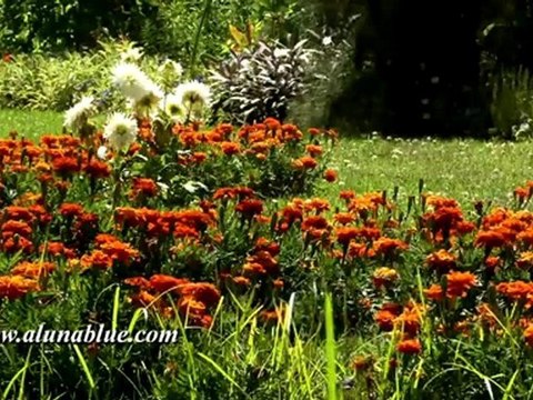 HD Stock Video - Blooms 04 clip 12 - Nature Stock Footage