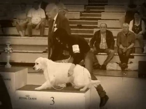 Exposition canine internationale CAC CACIB ANGERS 2012 BIS jeune Guidelle 3ième