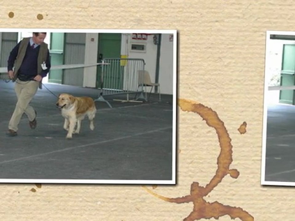 Exposition canine internationale CAC CACIB ANGERS 2012 Meilleur jeune Guidelle