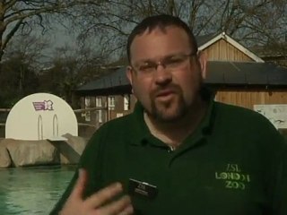 Los pingüinos en Londres estrenan su propio trampolín olímpico