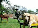 Perros policía en Colombia