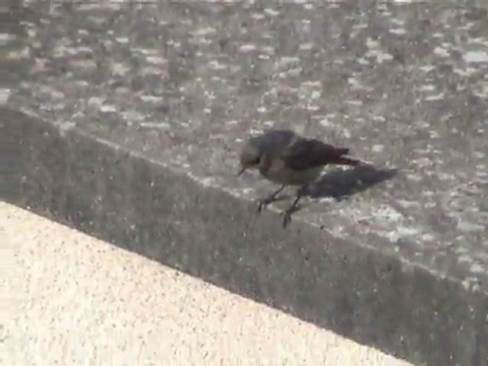 Rougequeue noir femelle