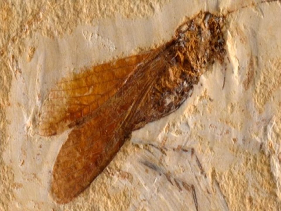 YAŞAYAN FOSİLLER : UZUN BOYLU ÇEKİRGE