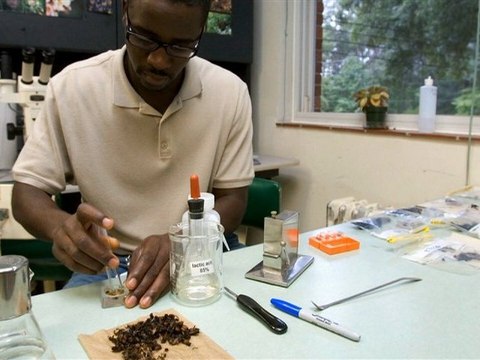 Biodiversité : les abeilles en danger