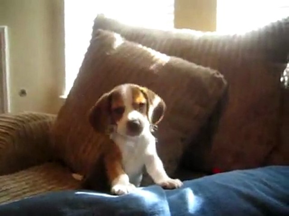 chiot hurleur