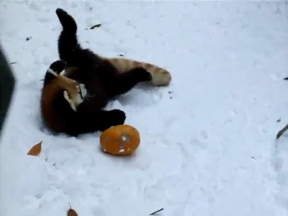 Un panda roux et une citrouille