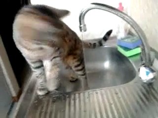 Le Chat et l'Eau