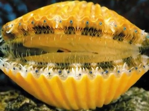 350 MİLYON FOSİL EVRİMİ YALANLIYOR