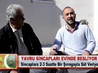 YAVRU SİNCAPLARI EVİNDE BESLİYOR 30.03.2012