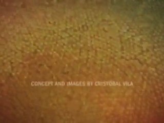 The Fibonacci Sequence Fibonaçi Dizisi