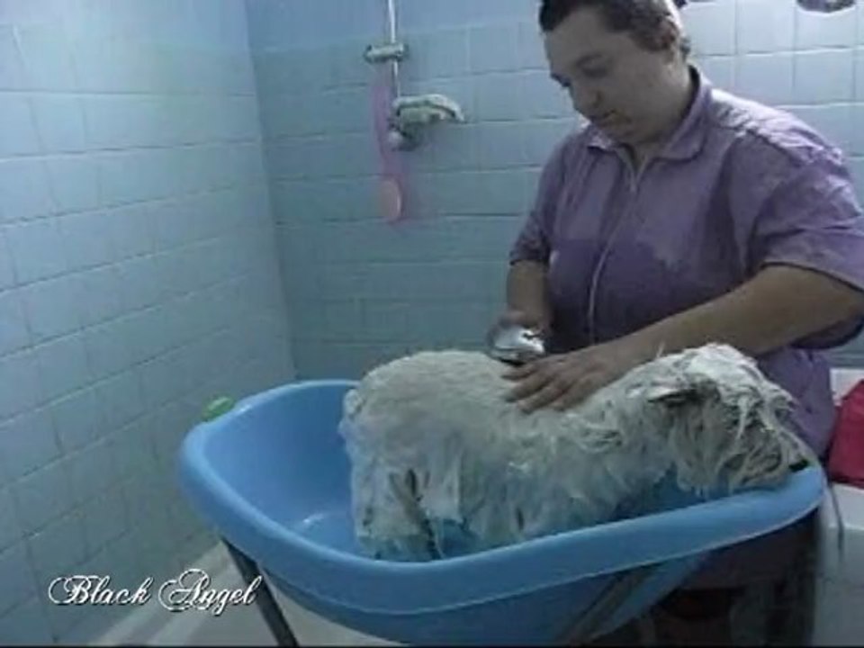 Toilettage Diane 2