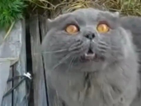 Кот Медведева Дорофей