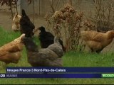 Des poules pour réduire la consommation de déchets