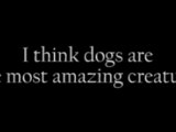 I think dogs are the most amazing creatures