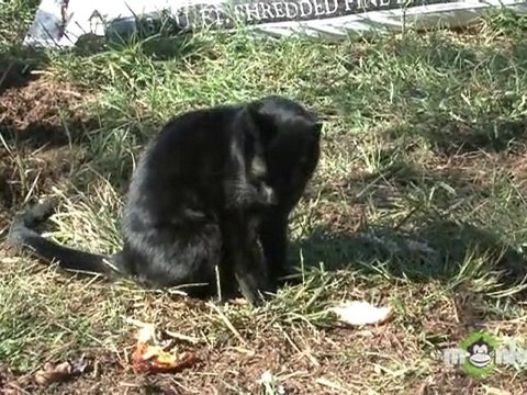 Why You Should Have Your Pets Spayed or Neutered