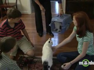 Choosing a Cat - Introducing the New Cat