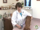 Dog Care - Giving Oral Medication