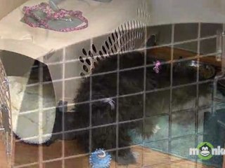 Puppy Care - Establishing a Daily Routine