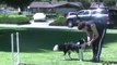 Dog Agility - Training your Dog to Work Away from You