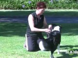 Dog Agility -  Training your Dog with a Toy