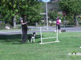 Dog Agility - Training your Dog Basic Jumping Skills