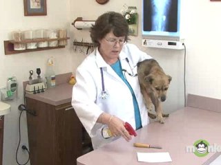 Dog Care - Checking for Fleas