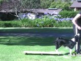 Dog Agility - Training your Dog to Nose Touch a Target
