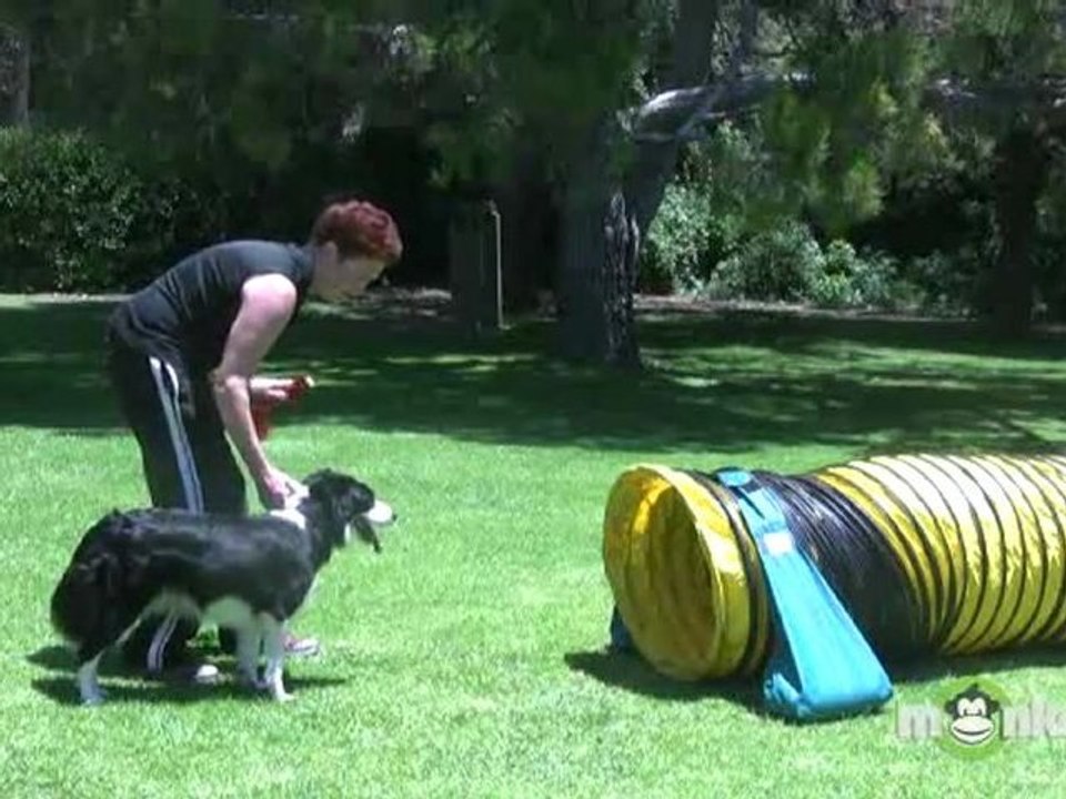 Dog Agility - Training your Dog to Walk through Tunnels