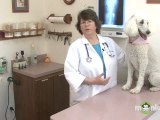 Dog Care - Microchips