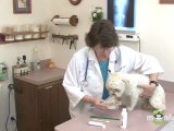 Dog Care - Teeth