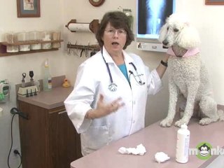 Dog Care - Cleaning Ears