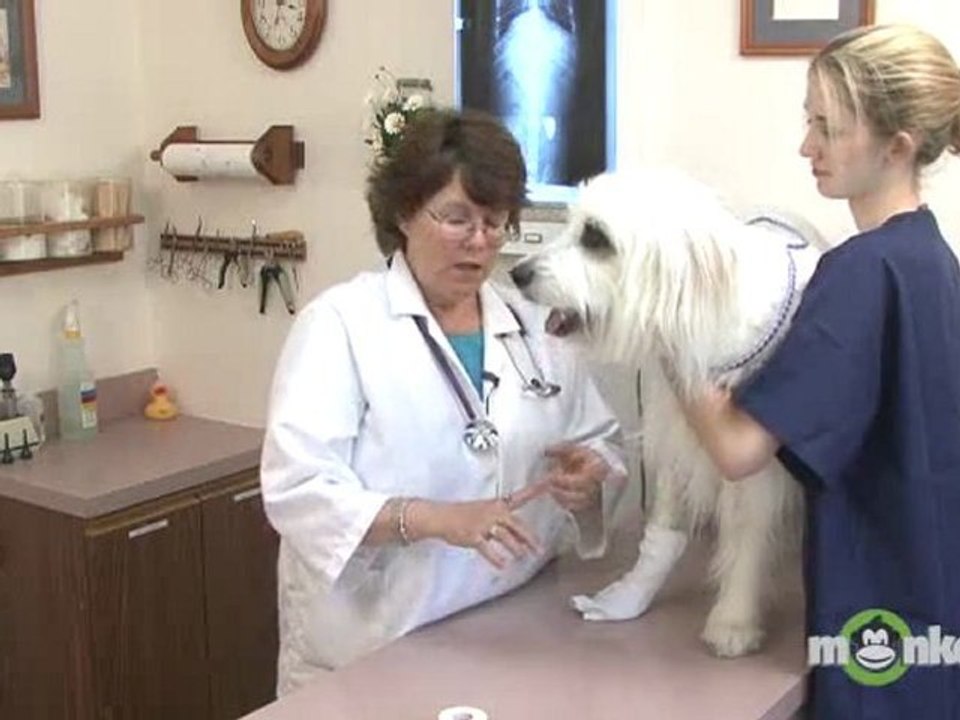 Dog Care - Broken and Bleeding Toe Nail
