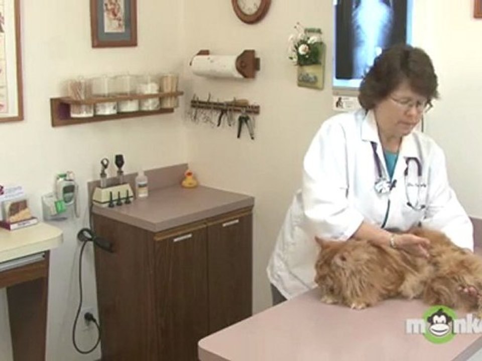 Cat Care - Giving a Basic Home Exam