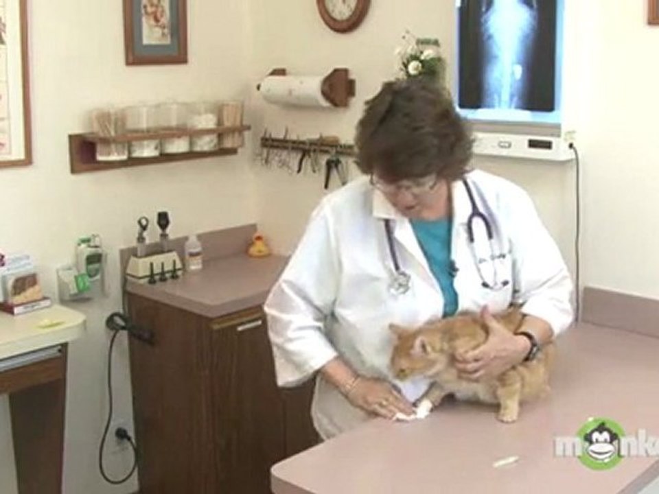 Cat Care - Giving Eye Drops and Eye Ointments