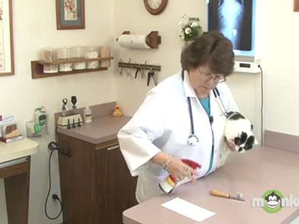 Cat Care - Checking  for Fleas