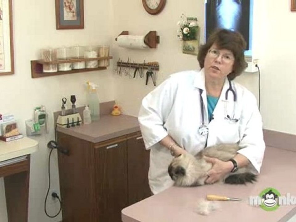 Cat Care - Basic Grooming